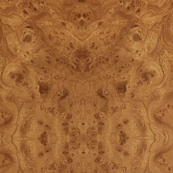 3106 S Корень вяза